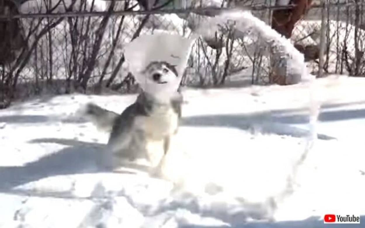 雪遊びのハスキー エリザベスカラーってこのためにあるの と新たな楽しい使い道を発見してしまう カラパイア