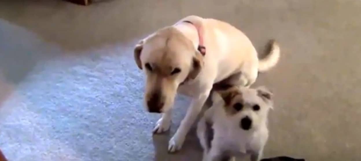 これをやったのは誰 飼い主に問い詰められる犬のおちゃめな行動総集編 13年版 カラパイア これをやったのは誰 飼い主に問い詰められる犬のおちゃめな行動総集編 13年版 カラパイア