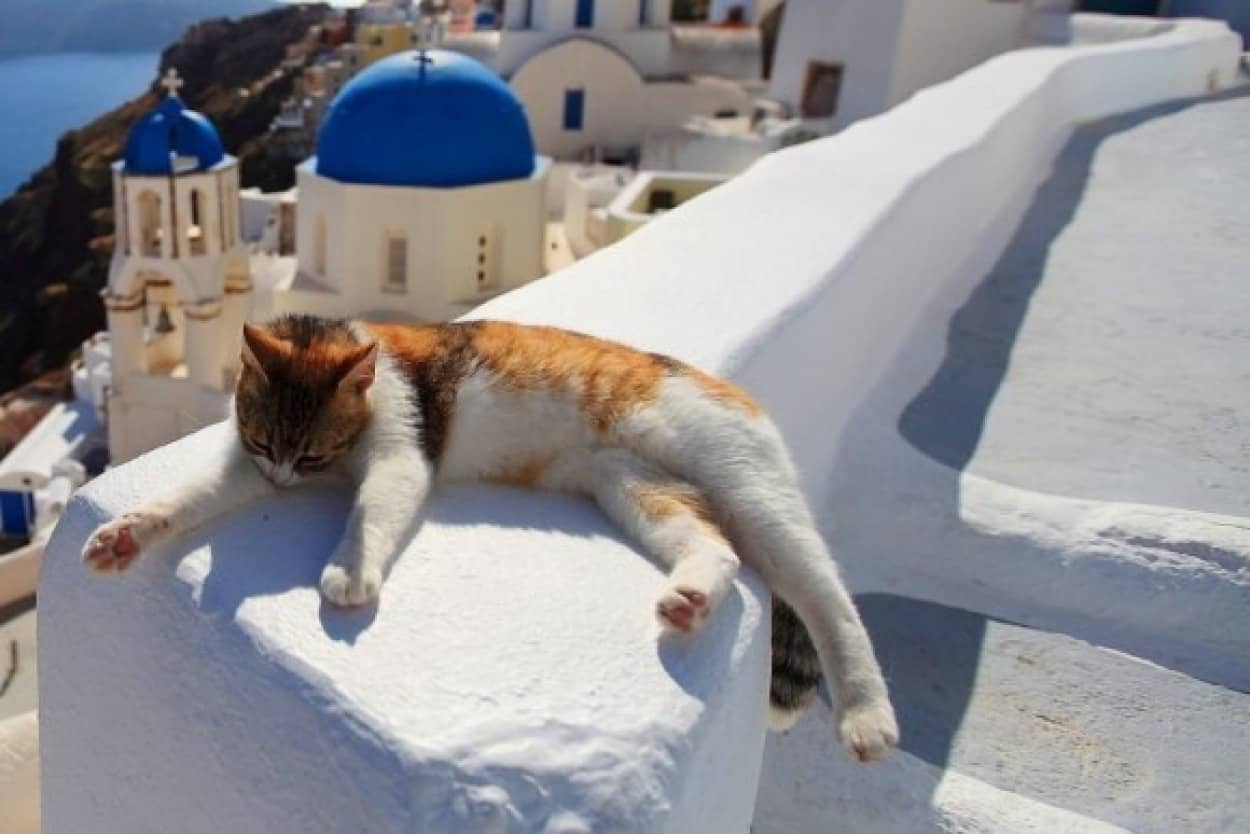 ギリシャにある猫島 白と青の美しいコントラストの中で優雅に暮らす サントリーニ島の猫たち カラパイア