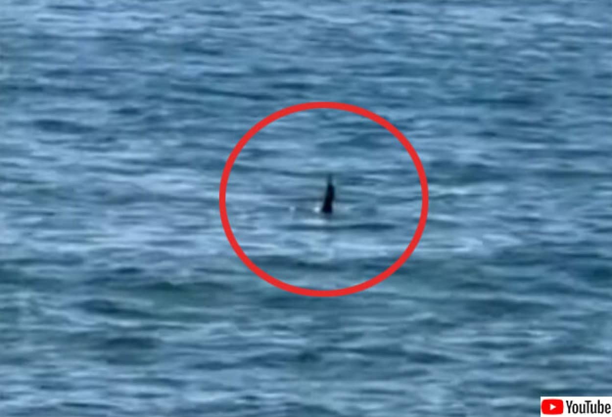 ヒクイドリが海を泳いでいる姿を目撃される