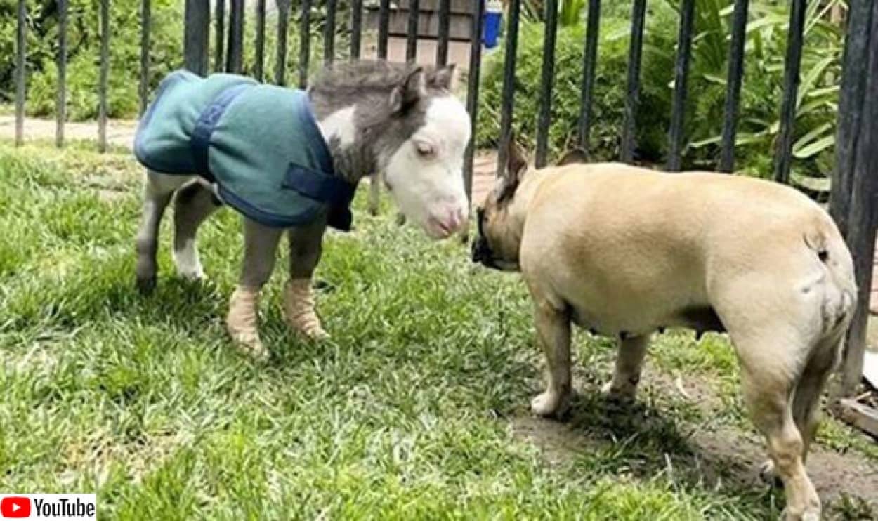 安楽死寸前だった世界最小の馬が犬と友達を得て幸せに暮らすまでの物語