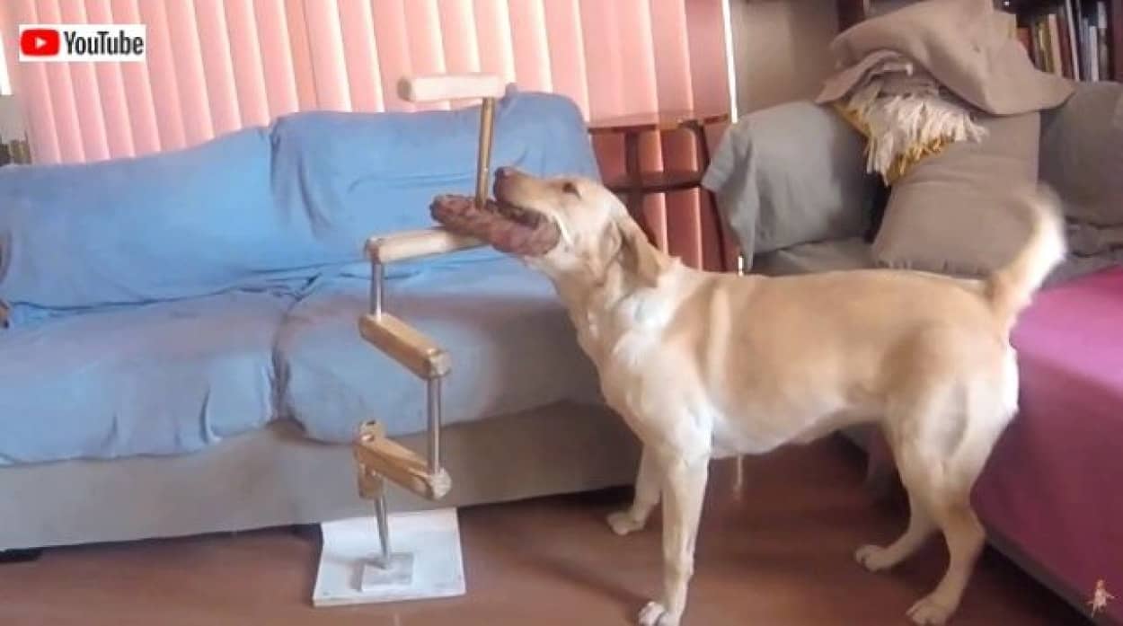 犬も科学する かしこいラブラドール女史によるオモチャ取り出し大作戦 カラパイア