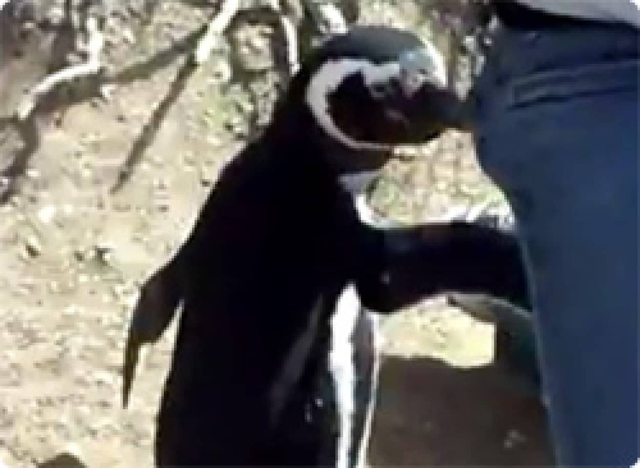パパラッチを追い払う術を知っているペンギンガードマン カラパイア