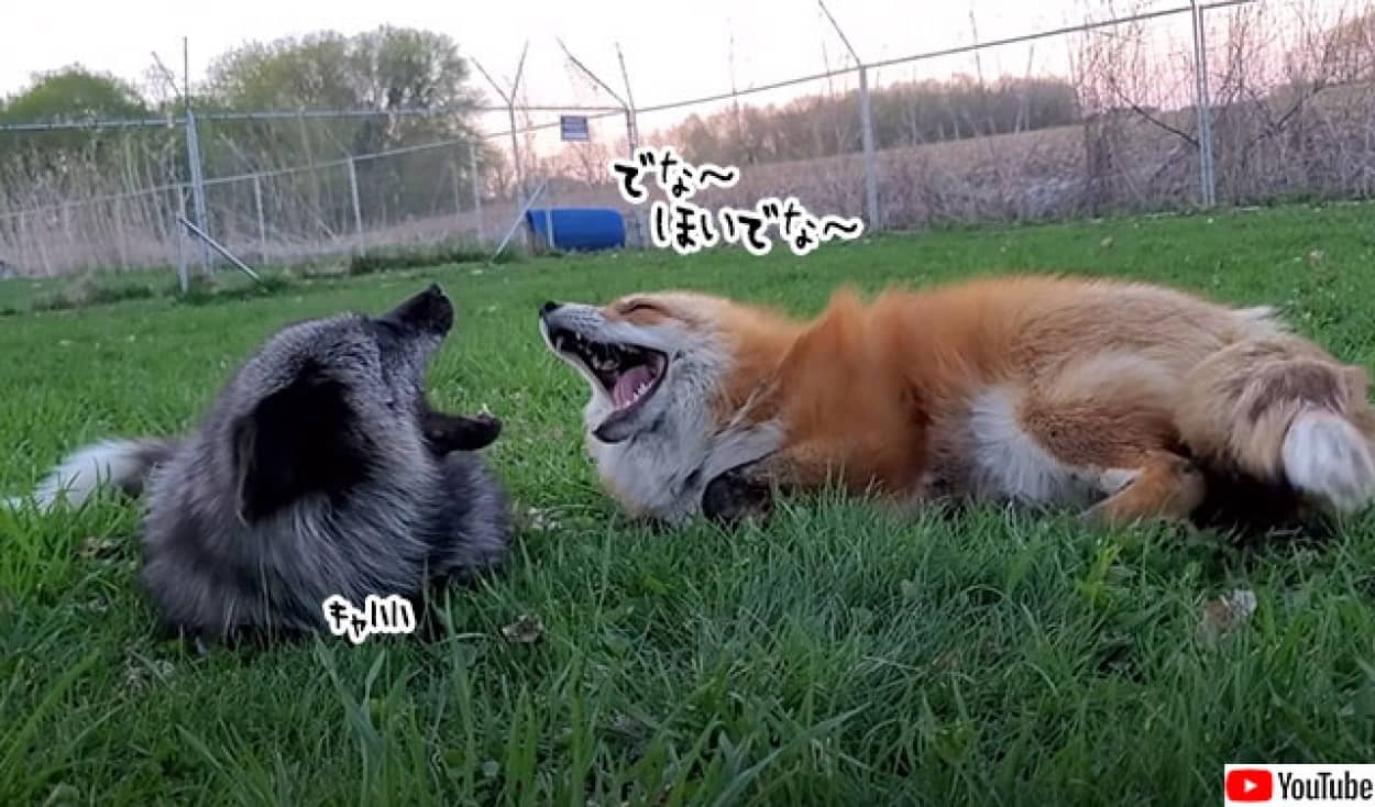 キツネの会話がかわいらしい