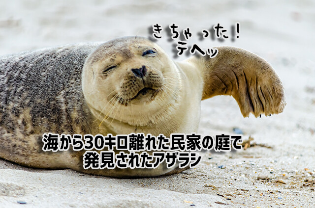 アザラシよ、なぜそこに？海から30kmも離れた民家の庭でくつろぐ姿に住民驚愕（イギリス）