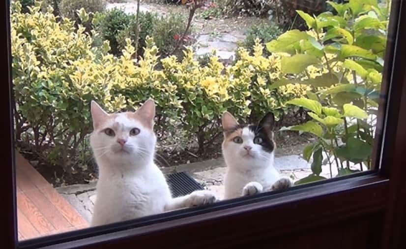 ジリジリ んじーっ 餌が欲しい時に玄関先から視線攻撃を仕掛けてくる猫 カラパイア