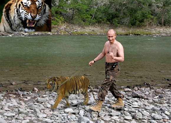シベリア タイガー アムールトラ シベリアトラ 最大最強のネコ科 その生態や危険性について