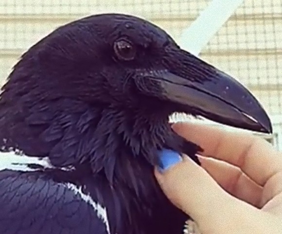 カラスが女性にやさしくモフられている その裏で激しくジェラシーを燃やす動物の姿が カラパイア