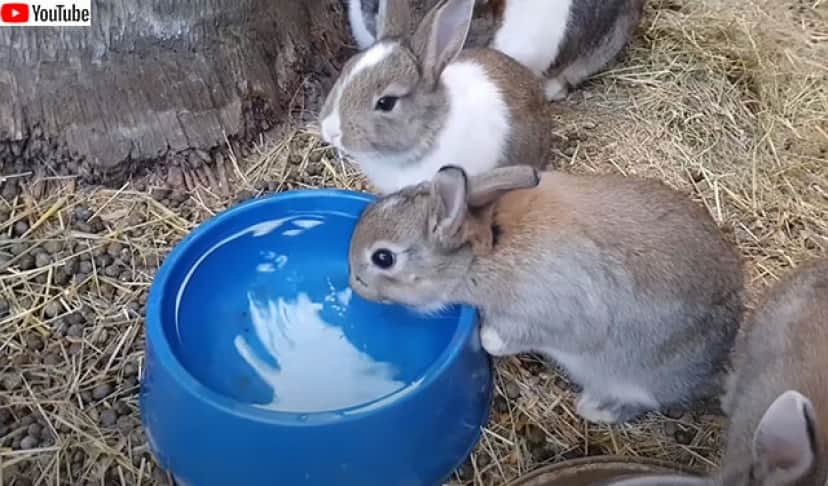 ドナルドダックに似てる ウサギのかわいいくしゃみの音を聞いてみよう 要音声 カラパイア ドナルドダックに似てる ウサギのかわいいくしゃみの音を聞いてみよう 要音声 カラパイア