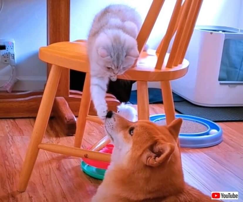 ある日柴犬と猫が出会った キミは誰 ボクと友だちになってくれる そしてふたりは親友になった カラパイア