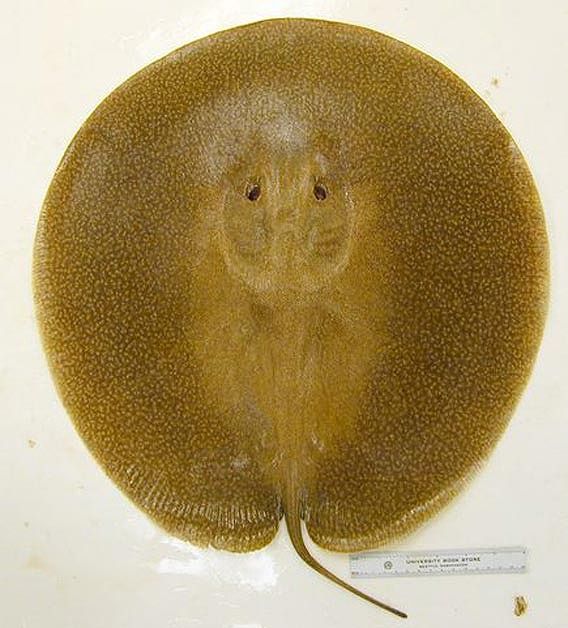まるでパンケーキのよう アマゾンで新たに2種の淡水エイが発見される カラパイア まるでパンケーキのよう アマゾンで新たに2種の淡水エイが発見される カラパイア