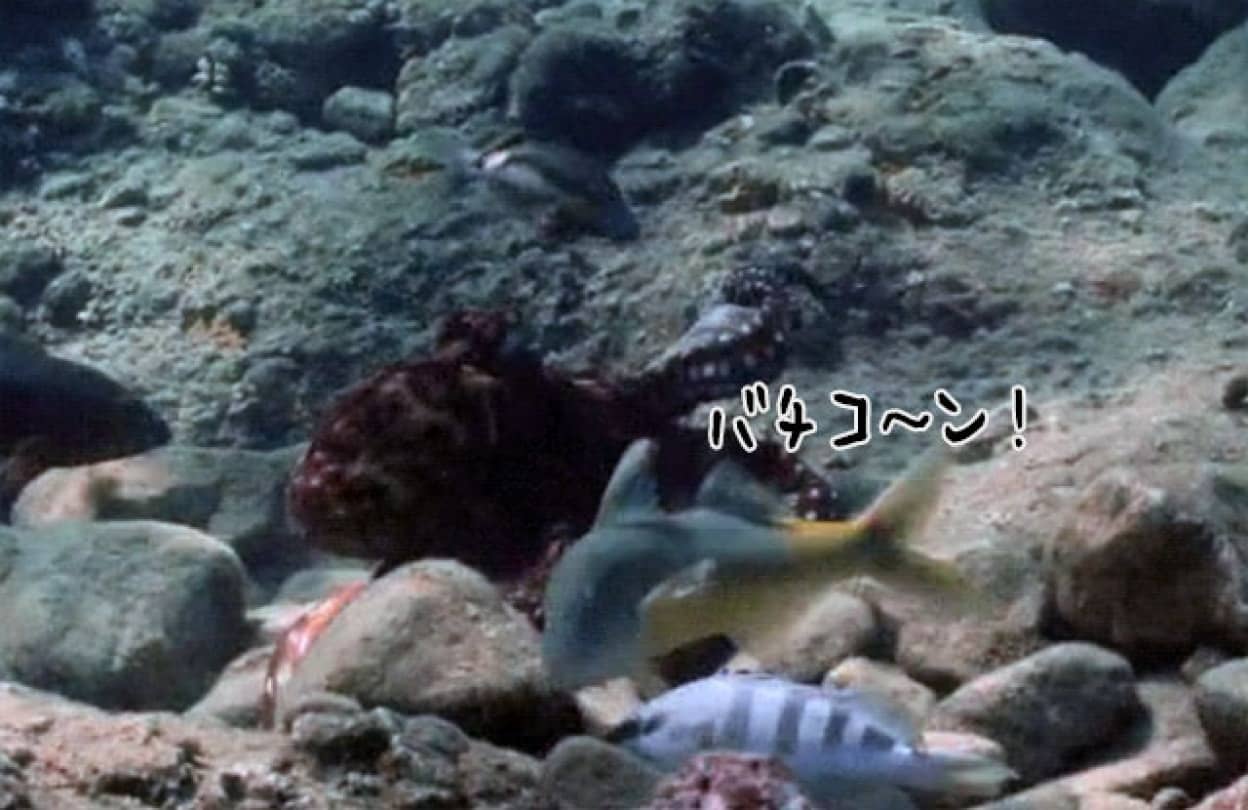 一緒に狩りをしている仲間の魚を殴るタコ
