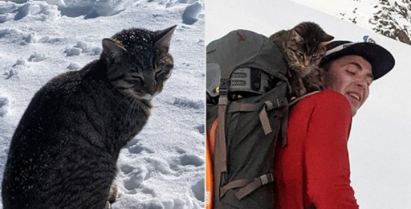 登山者を追いかけて高い雪山を3度も登頂した迷子の猫