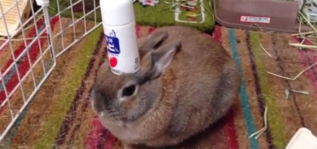 これの季節です はいどうぞ ムヒうさぎ カラパイア これの季節です はいどうぞ ムヒうさぎ カラパイア