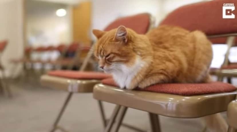 funeral cat5_e
