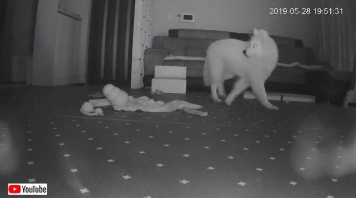 そこにいるのは何 見えない何かに警戒心マックスな犬のパラノーマルアクティビティ カラパイア そこにいるのは何 見えない何かに警戒心マックスな犬のパラノーマルアクティビティ カラパイア