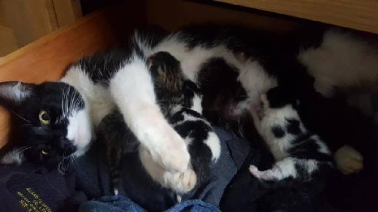えっと 自分猫飼ってたっけ ベッドの下で見たこともない猫が出産していた件 イギリス カラパイア えっと 自分猫飼ってたっけ ベッドの下で見たこともない猫が出産していた件 イギリス カラパイア
