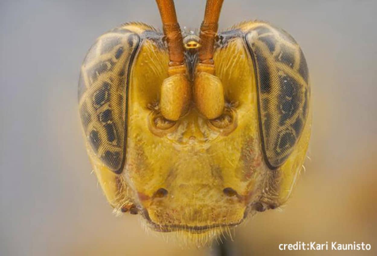 宿主の体を食いちぎって出てくる新種のハチがアマゾンで発見される