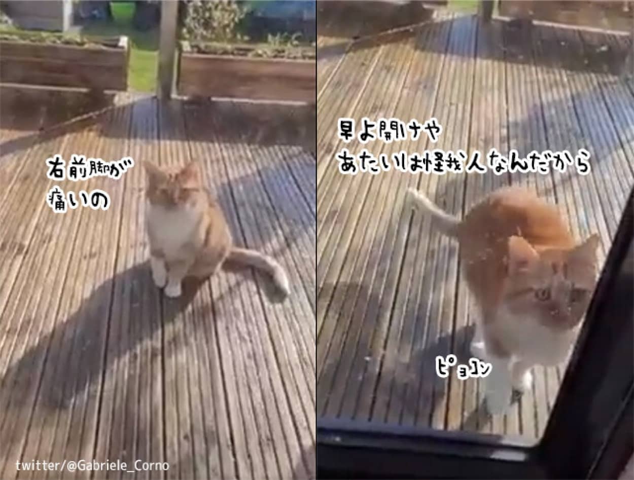 演技派の猫。窓の外で足を引きずって飼い主に訴えかけるも、家の中に入ると...