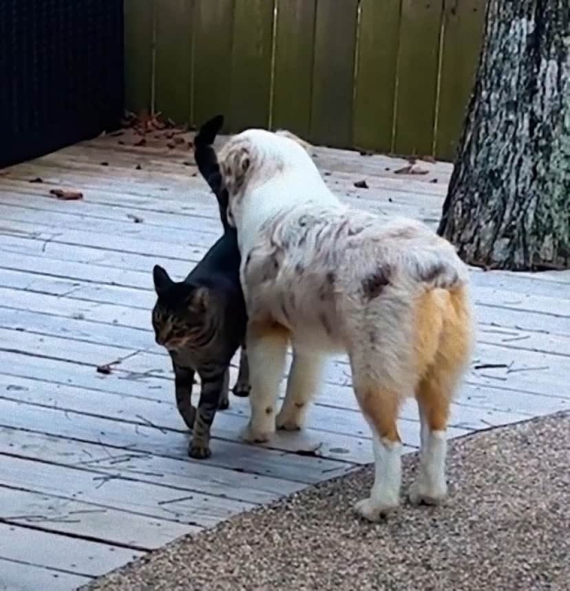 dog5_e