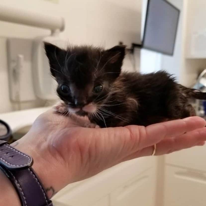 kitten-2 (1)