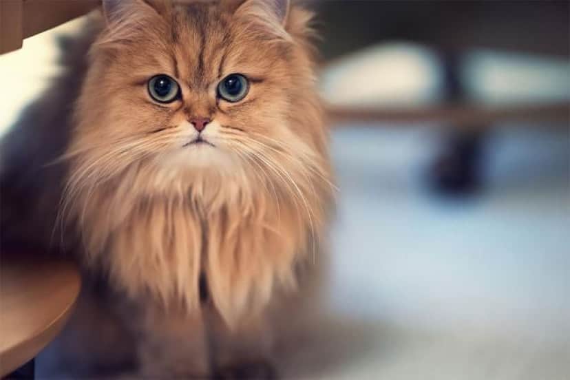 クール ビューティー 世界一の美猫 と話題のデイジーさんの画像集を見て みんなでとろけよう カラパイア クール ビューティー 世界一の美猫 と話題のデイジーさんの画像集を見て みんなでとろけよう カラパイア