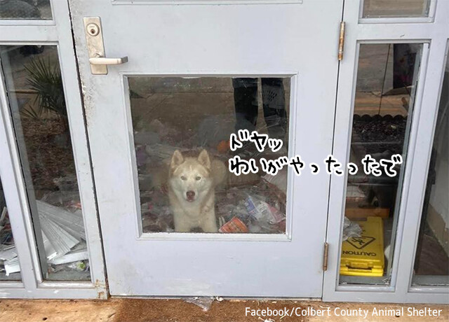 施設についてすぐ脱走、他の犬を巻き込み施設内を壊滅状態にした破天荒なハスキー犬