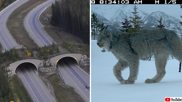 野生動物たちが安全に高速道路を渡るための橋は世界各国に設置され、効果を収めている