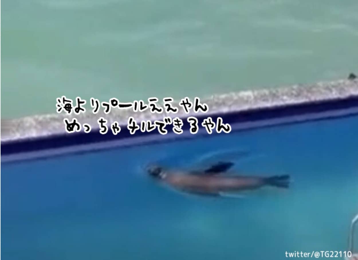 海からプールに入るアシカ