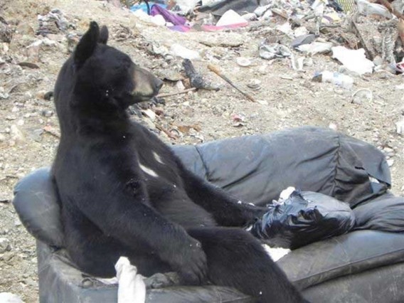 Chill-Like-A-Bear-2_e