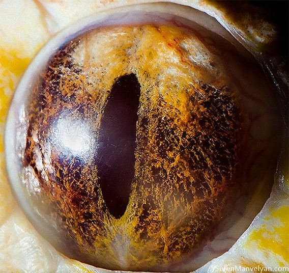 animaleyes05_e