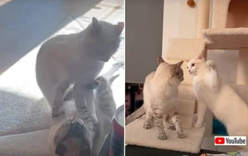 あんた誰 ここんちの娘はあたしだけよ 突然の妹猫の出現に戸惑うお姉ちゃん猫 カラパイア