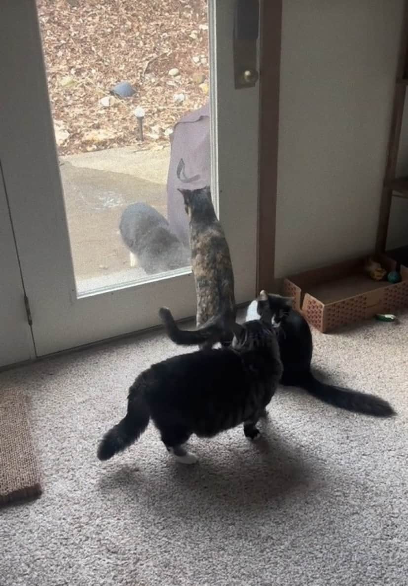 Mittens3_e