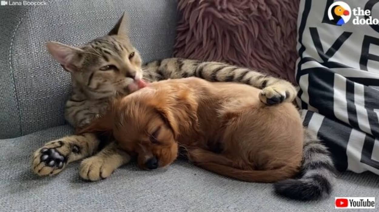 これはいわゆるブロマンスなのか 出会った瞬間に恋 に落ちた犬と猫のいちゃつきっぷりをご堪能ください カラパイア