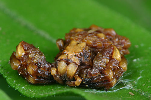 dung-crab-spider