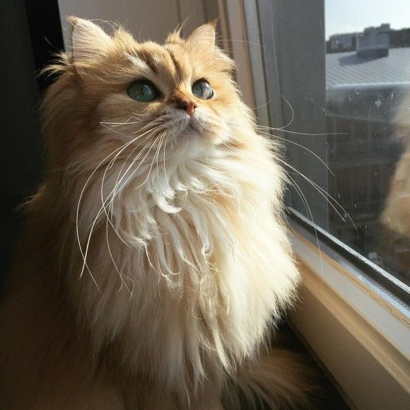 エメラルド色の瞳にノックダウン カメラ目線を知っているスーパーフォトジェニックな猫 スムージーさんの場合 カラパイア