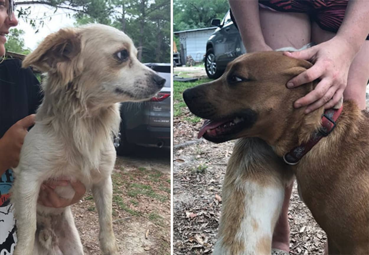 2匹の犬が子供を守る"
