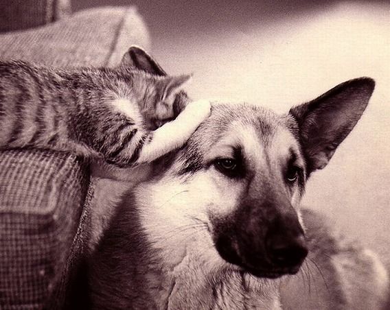 funny_cats_and_dogs_16