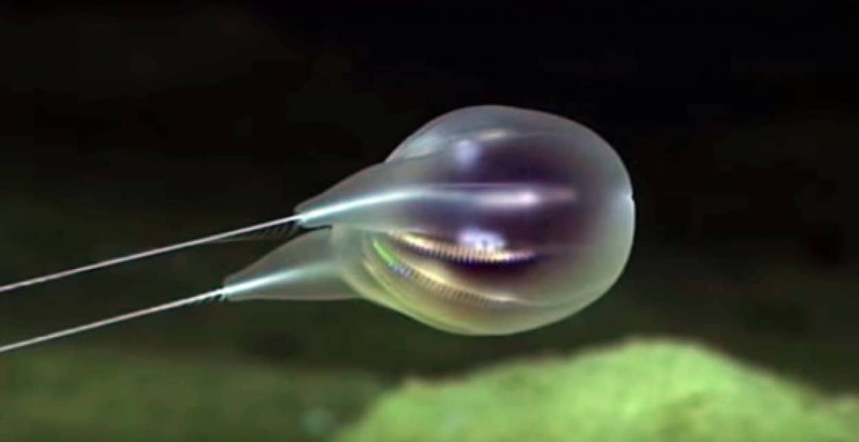 まだまだ深海は不思議と謎でいっぱい プエルトリコで発見された新種の生物たち カラパイア