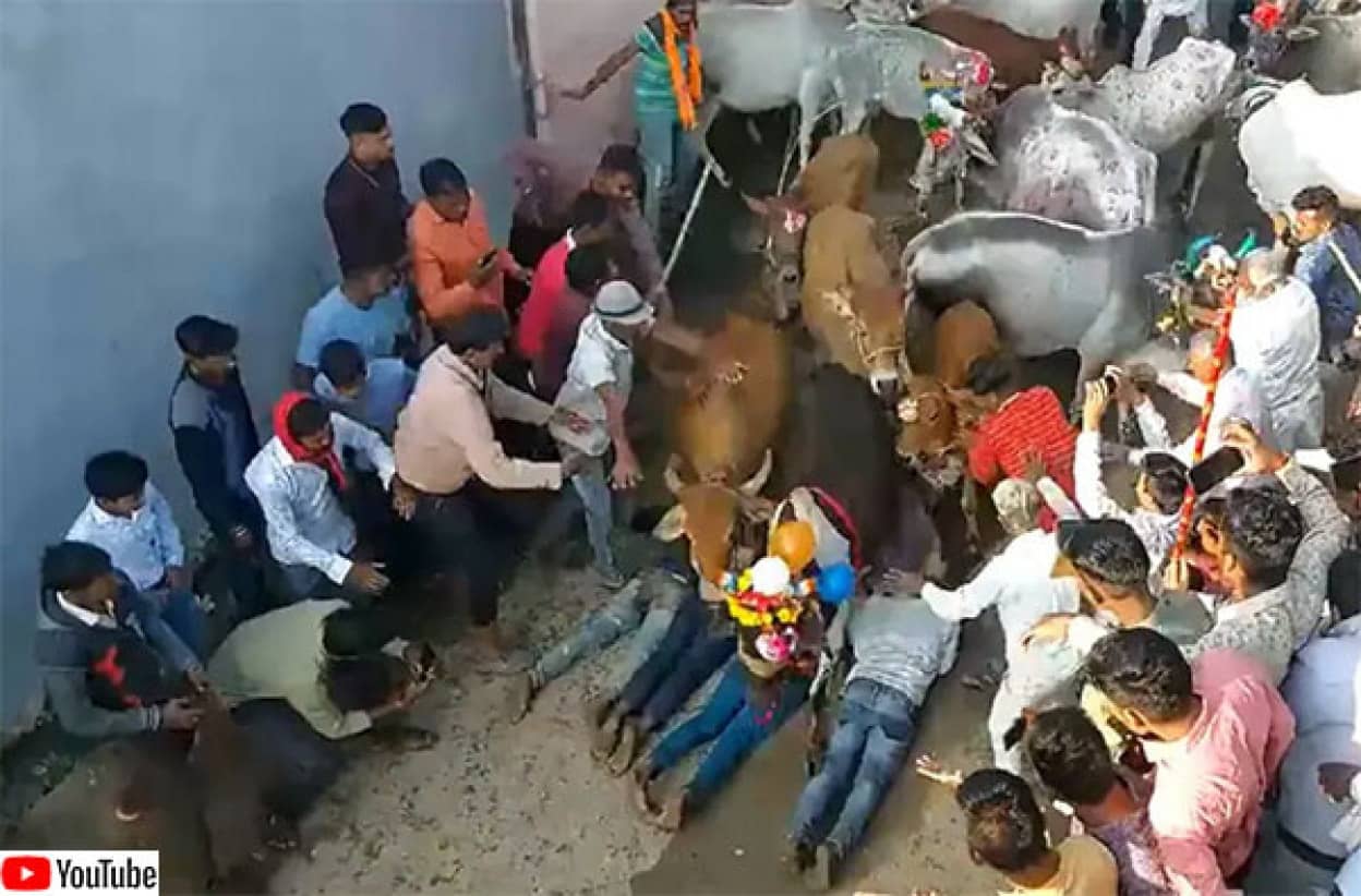 牛に踏みつけられると願いが叶う、インド伝統の祭り