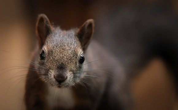 飼い主を守るため？リスが保安官に飛びついて襲い掛かる