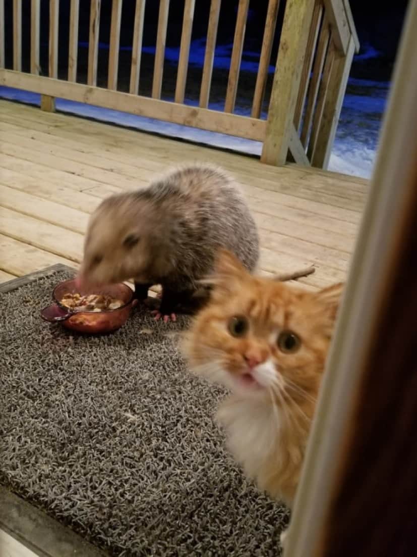 野生のオポッサムがあらわれた 猫の餌を食べ始めた 困り果てた猫 飼い主に おまえがなんとかしろ と訴え始める カラパイア