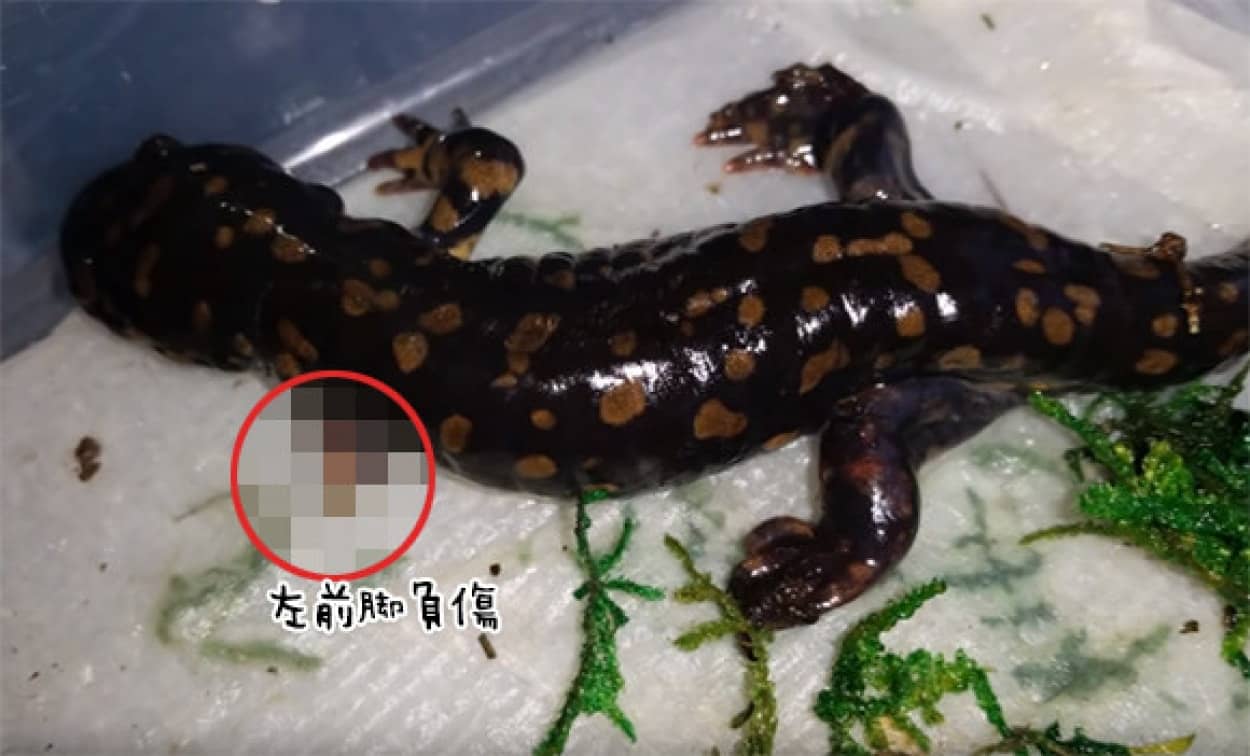 驚くべき再生能力 左前脚を失ったタイガーサラマンダーの脚が再生するまでの記録映像 サラマンダー出演中 カラパイア 驚くべき再生能力 左前脚を失ったタイガーサラマンダーの脚が再生するまでの記録映像 サラマンダー出演中 カラパイア