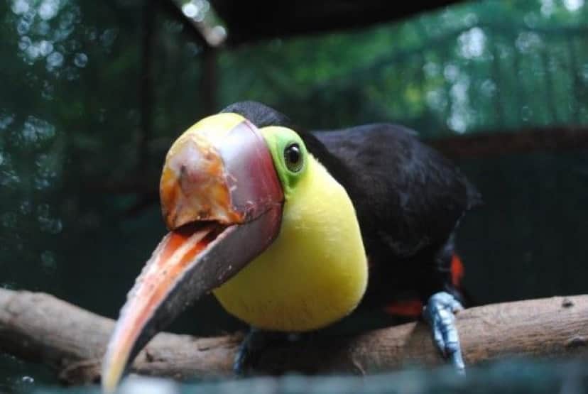 grecia-toucan_e