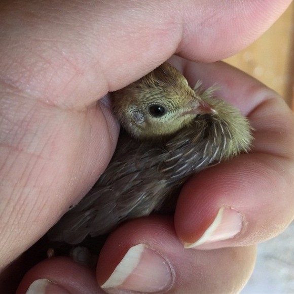 かわいくないわけがない ティースプーンサイズのウズラのヒナに悶え死ぬ カラパイア