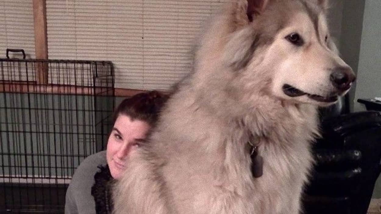 隣の犬は大きすぎた 大きくなっても甘えん坊な巨大犬たちファイナル カラパイア 隣の犬は大きすぎた 大きくなっても甘えん坊な巨大犬たちファイナル カラパイア