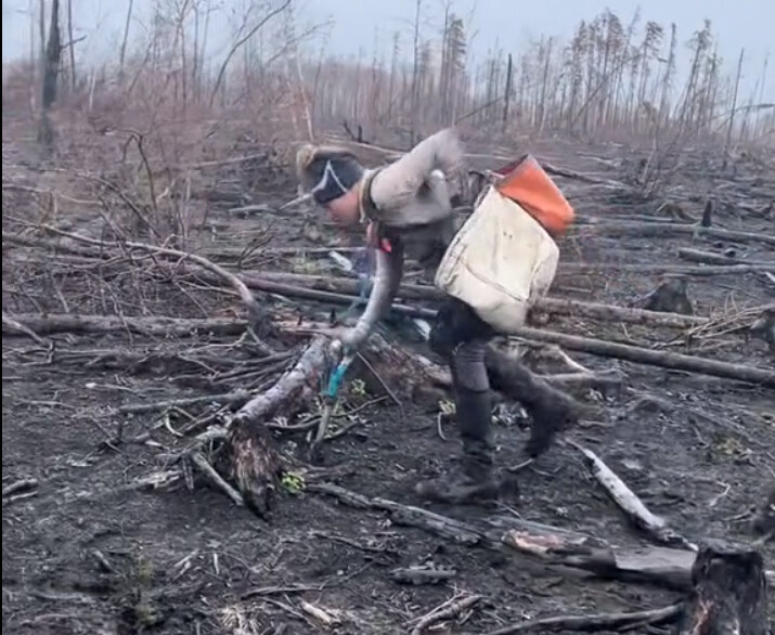 カナダの森林火災の焼け跡に、1日4500本以上の植林に励む女性