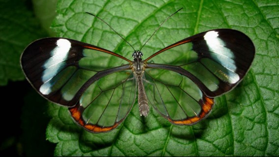 5_e50