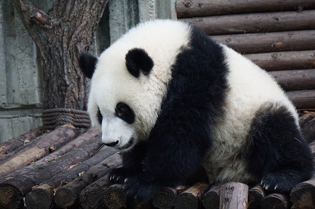 panda-2859555_640