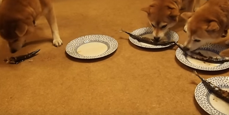 飯テロ動画 柴犬ズのサンマ祭り カラパイア